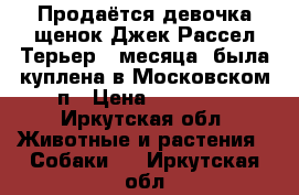 Продаётся девочка щенок Джек Рассел Терьер 4 месяца, была куплена в Московском п › Цена ­ 17 000 - Иркутская обл. Животные и растения » Собаки   . Иркутская обл.